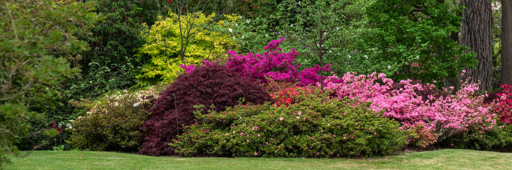 Garden with blooming trees during spring time